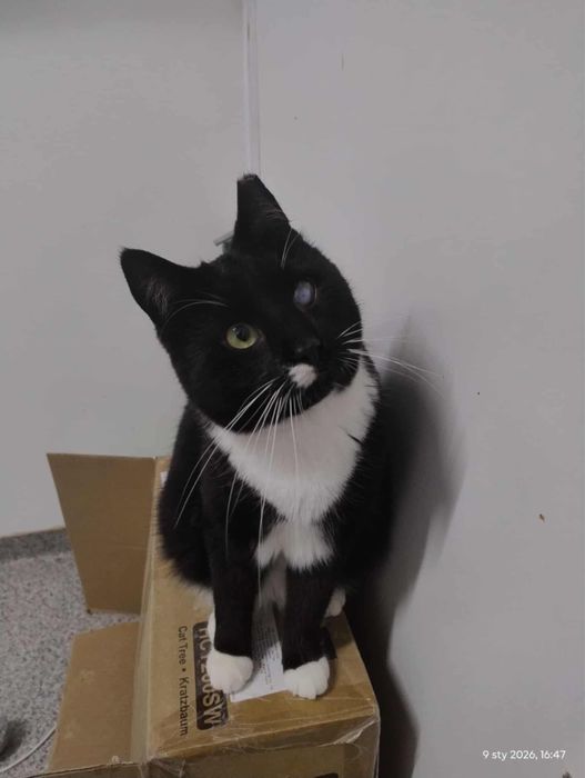 kot kocur do adopcji za darmo