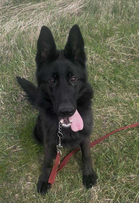 Німецька вівчарка - двоє цуценят, KSU/FCI, документи, чіп, щеплення