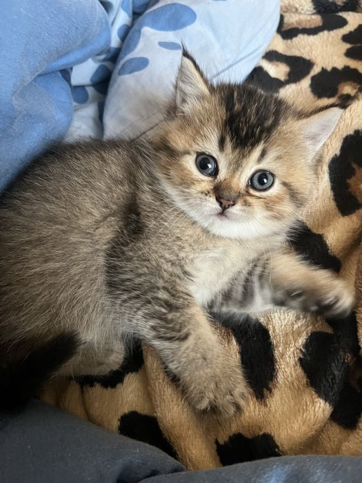 Шотландские котята