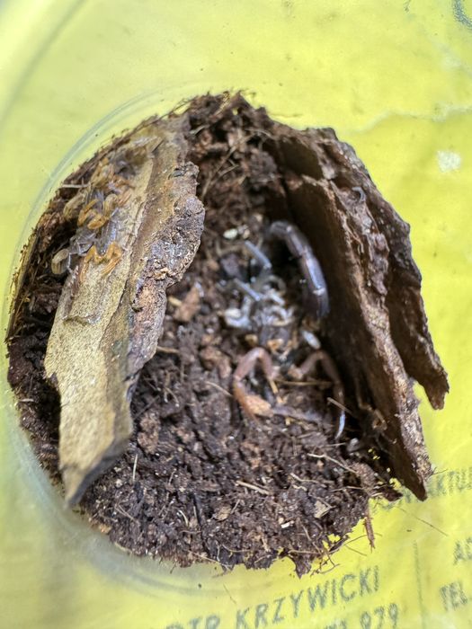 Janalychas tricarinatus L2/3 Skorpion