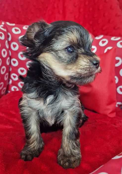 Yorkshire Terrier – uroczy piesek black tan, odbiór od 19.01