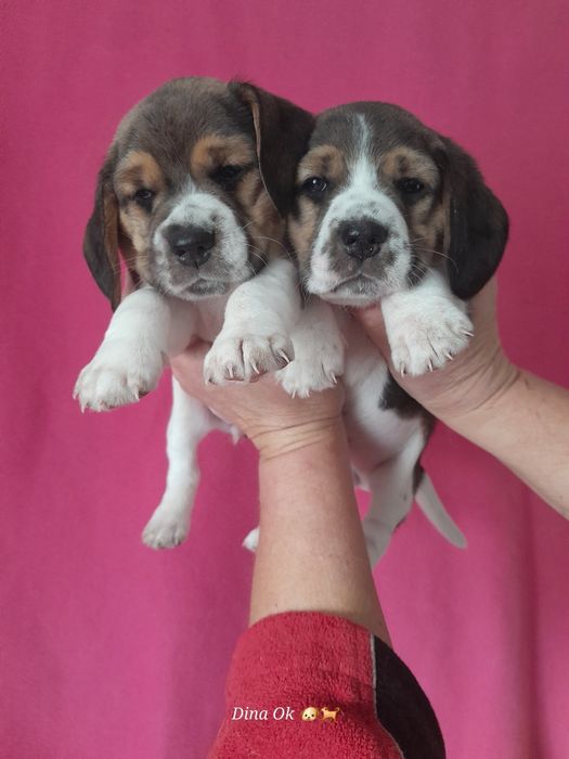 Продам цуценят бігля