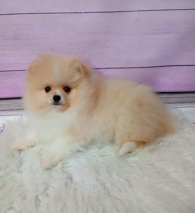 Хлопчик 2,5місяці померанського шпіца