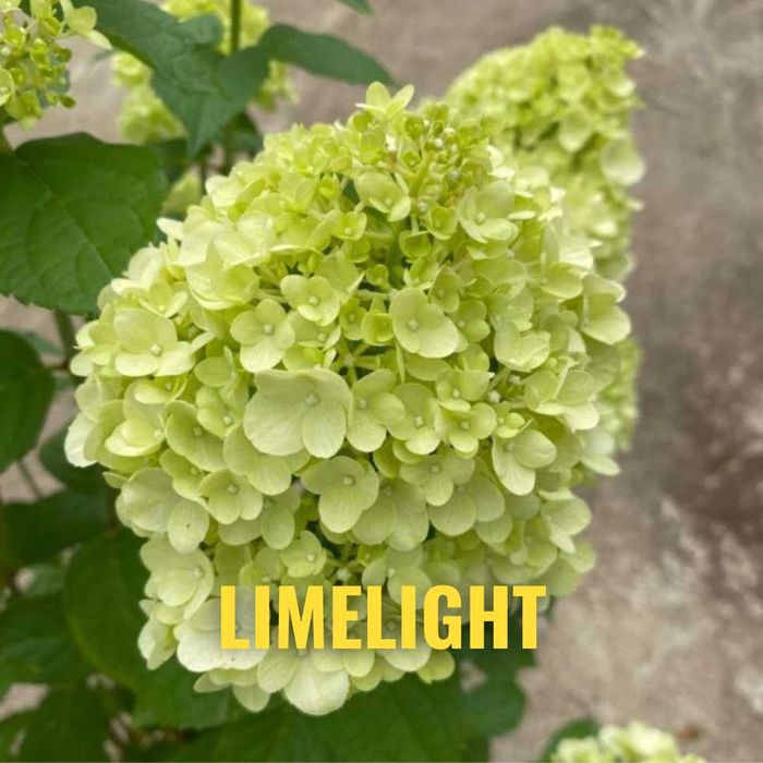 Hortensja 30-50 cm promocja z dostawą gratis