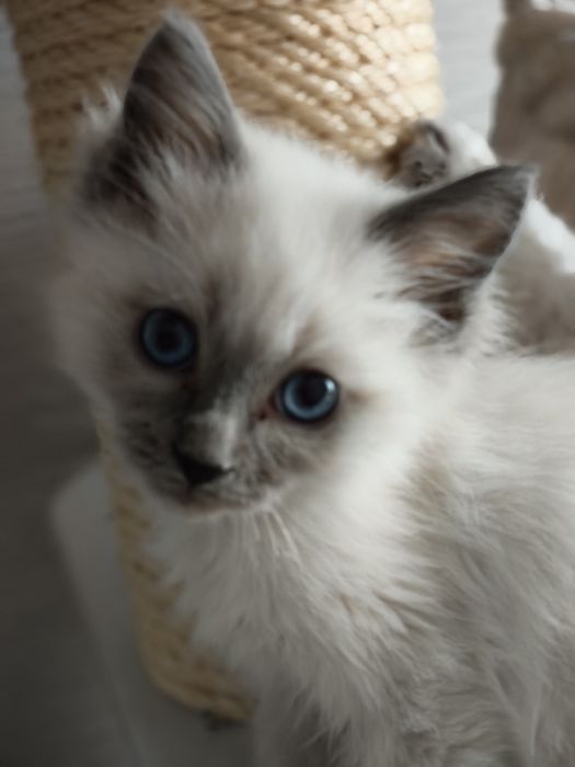 Kot Ragdoll Rag n