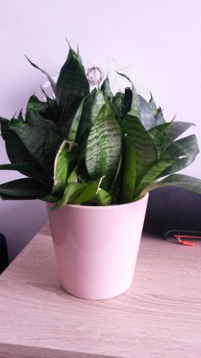 Kwiat doniczkowy Sansevieria Wężownica
Języki teściowej