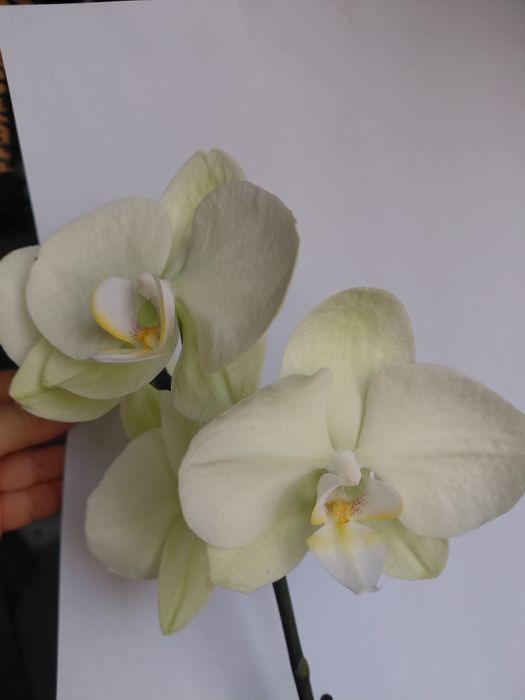 Орхідея  салатова