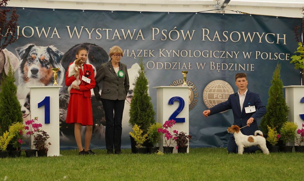 Jack Russell Terrier ZKwP FCI