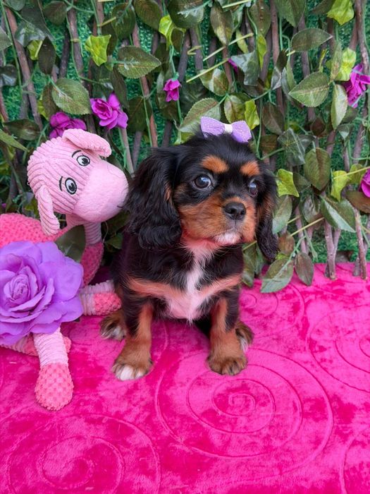 Cavalier King Charles Spaniel Fêmea