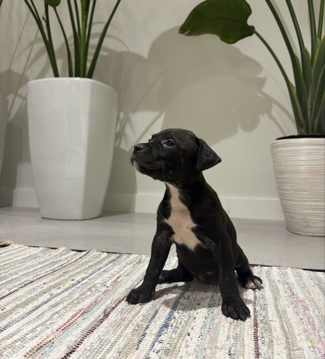 Amstaff Suczka Czarna