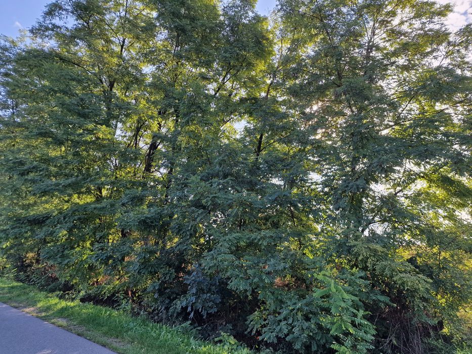 Akacja drzewo do ścięcia