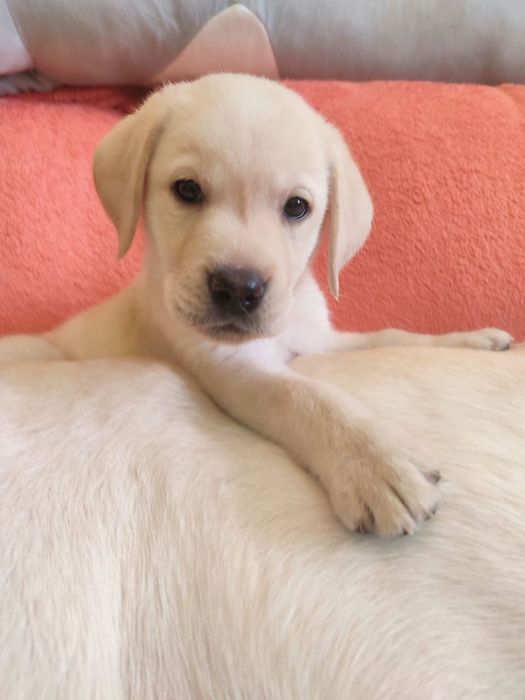 Лабрадорчики чистокровні з документами