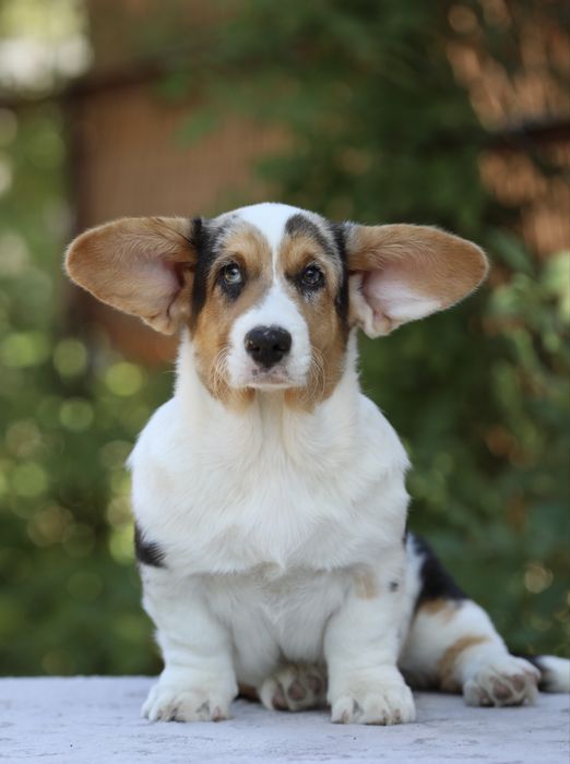 Дівчинка коргі кардиган