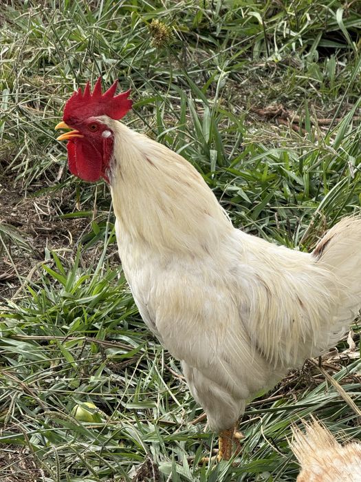 Vendo galo branco com 8 meses