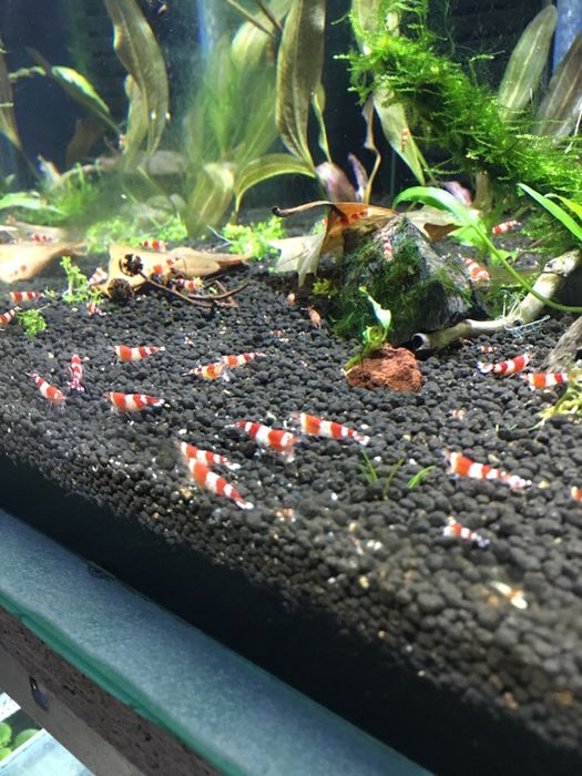 Krewetki caridina crystal red