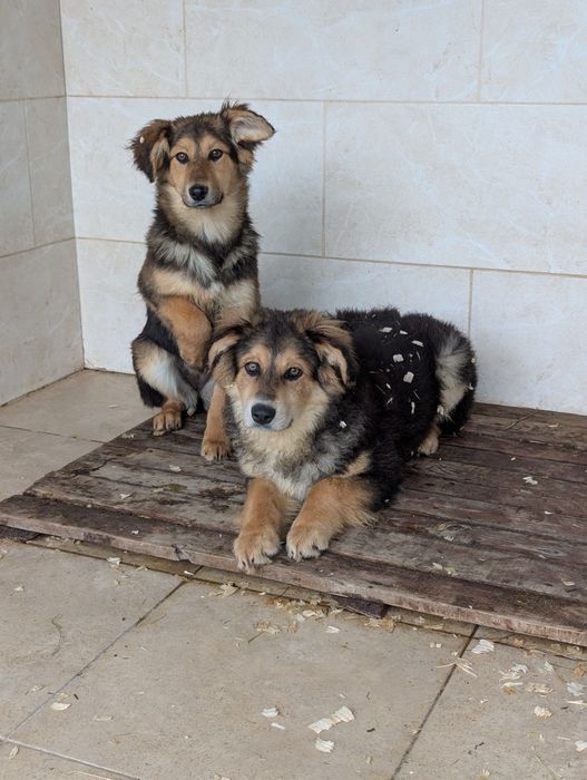 Щенята Пряник та Мішутка шукають родини