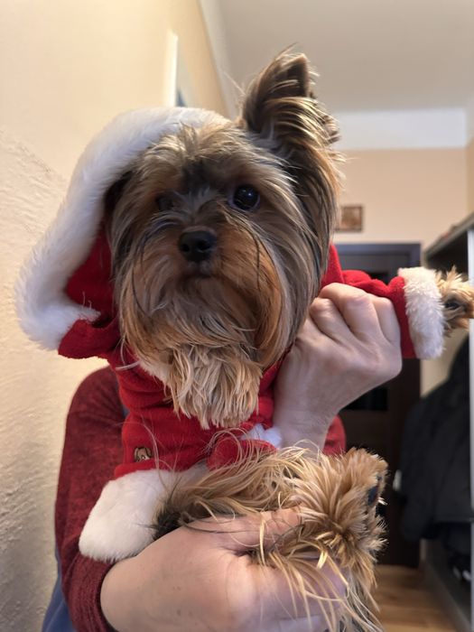 йоркширський терʼєр вязка