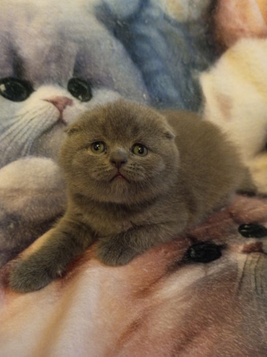 Шотландские котята