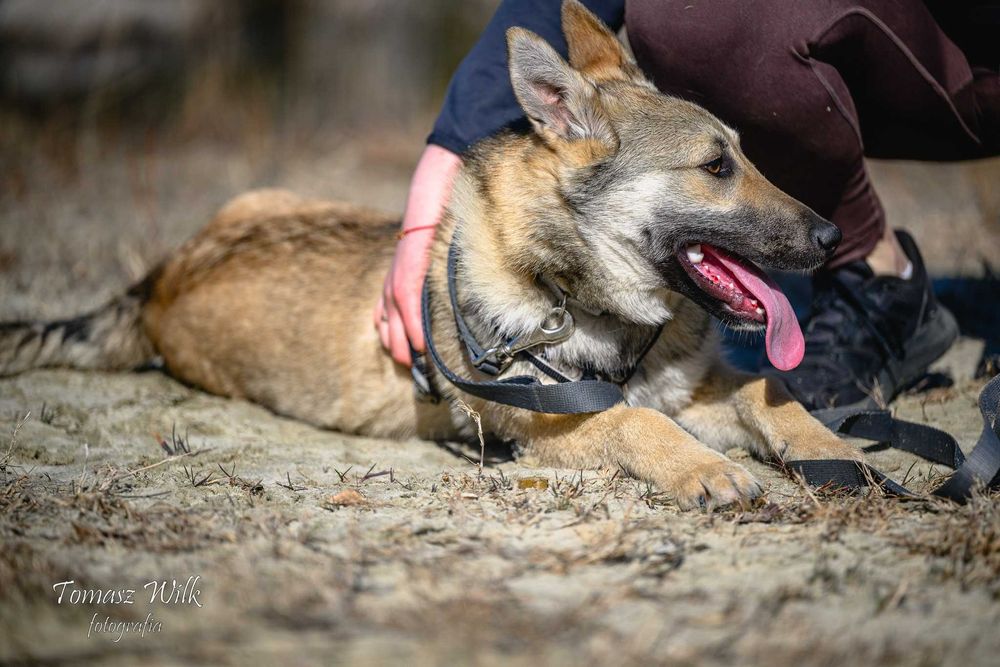 Mini wilczek śliczna młoda sunia