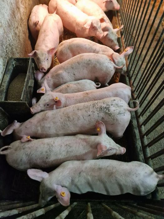 Prosięta zaszczepione z gospodarstwa