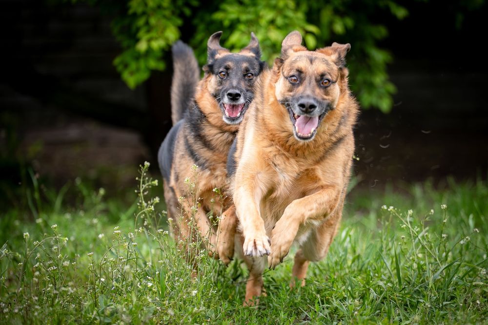Dama i Dragon dwa owczarkowate czekaja na jeden dom