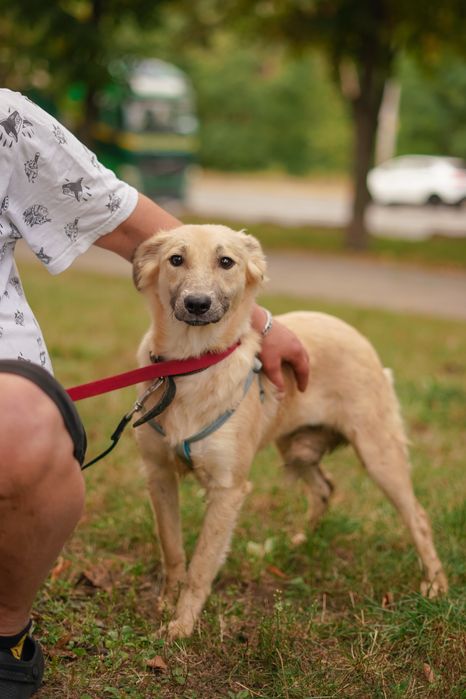 Ніжна собачка Верона хоче додому!
