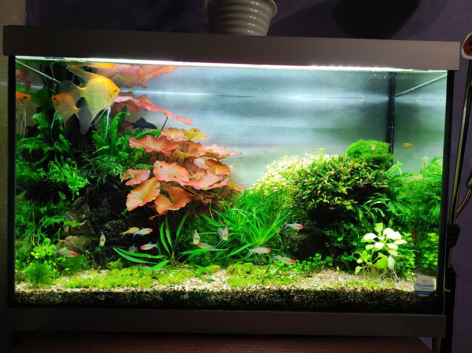 Обслуживание аквариумов.Услуги аквариумиста.