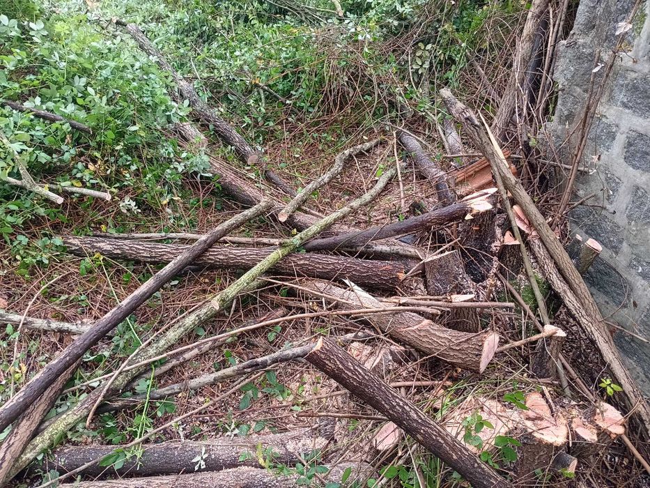 Lenha de boa qualidade