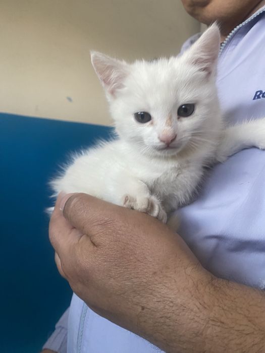 Котята ,хлопчики та дівчинка