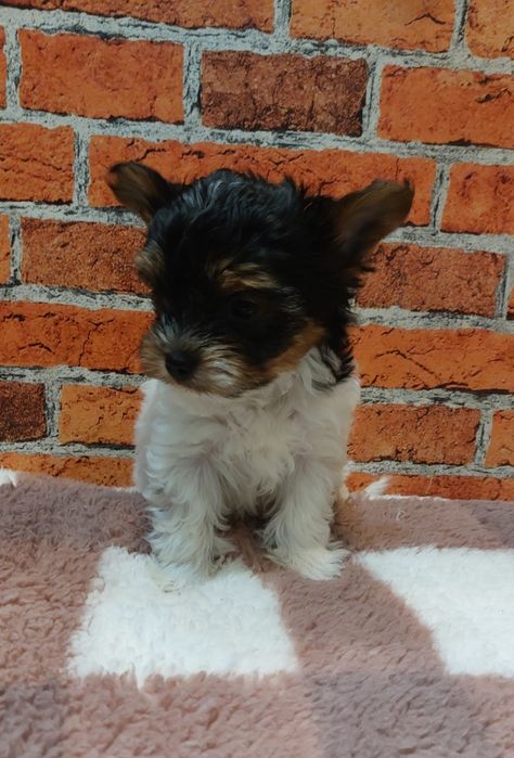 York biewer chłopak