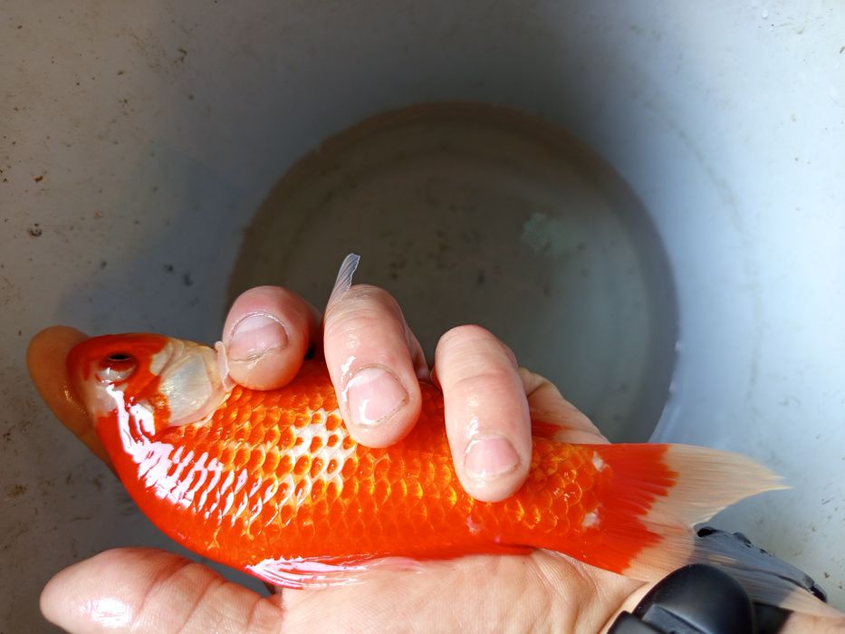 Karasie ozdobne do oczek wodnych