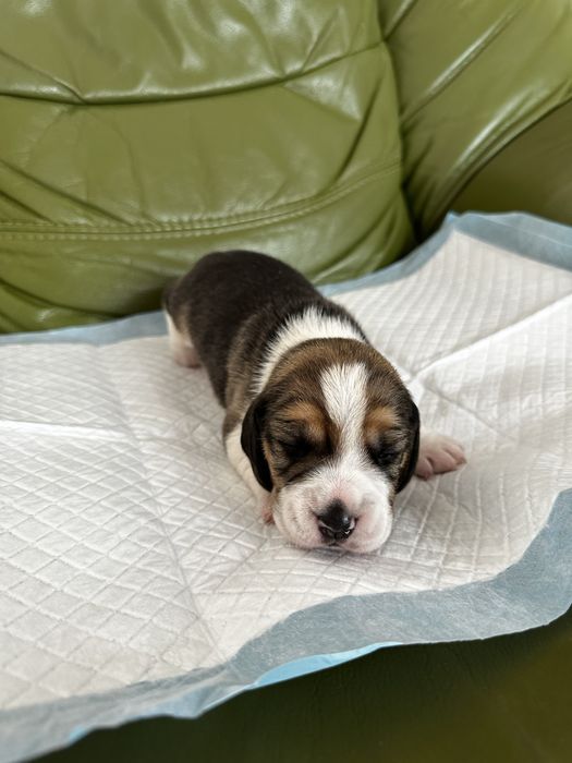 szczeniak beagle