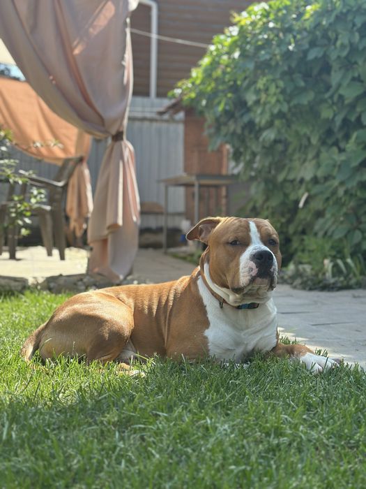 Американський стафф терʼєр