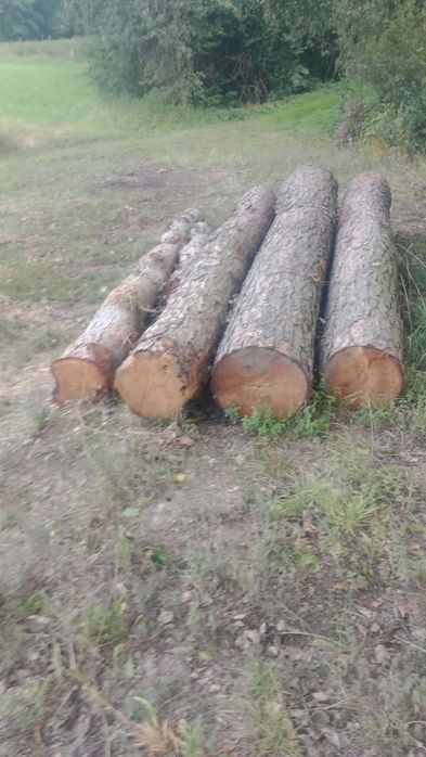 Sprzedam Kloce Modrzewia
