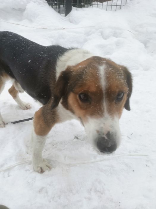 Pies Bumer do adopcji. Za darmo