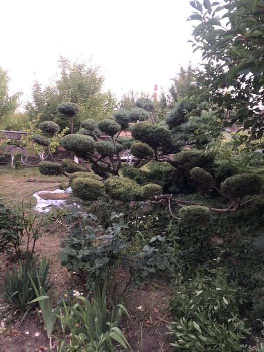 Бонсай (нівакі) з ялівця на 36 шляп