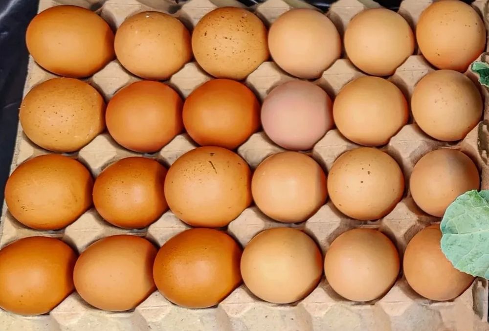 Ovos Galinha Caseiros