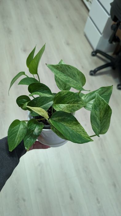 Сциндапсус Епіпремнум марбл квін кущ і  свіжозрізи