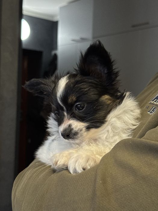 Папійон дівчинка