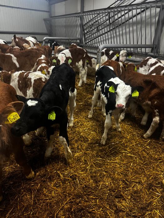 Byczki jałowki mięsne