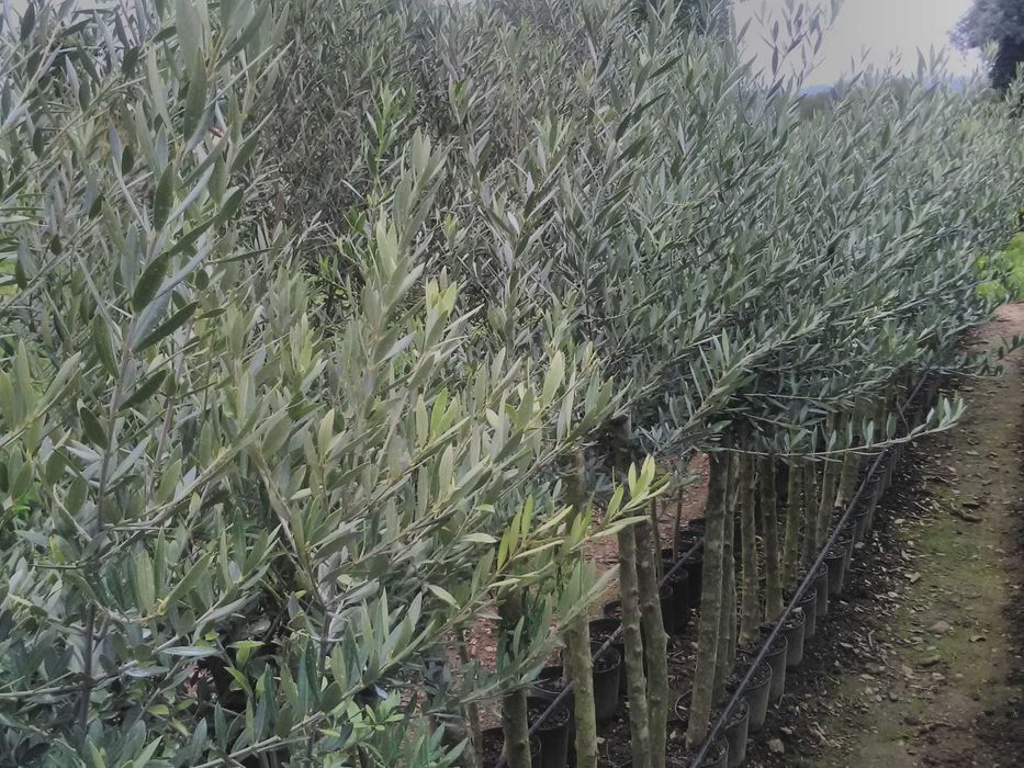 Oliveiras Galega para olival ou jardim