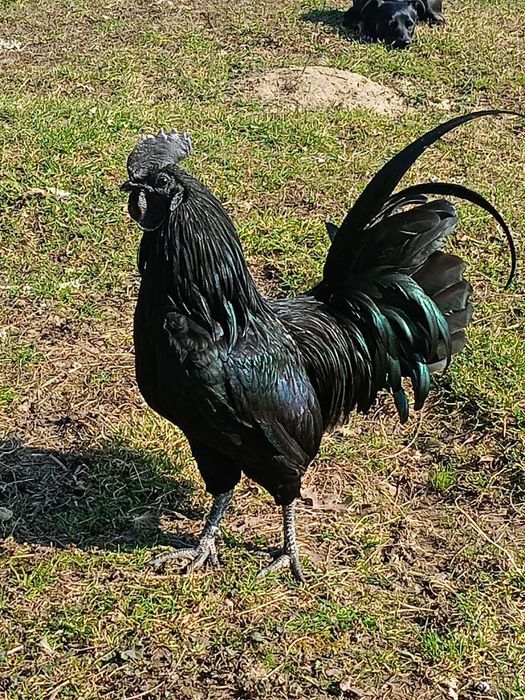 Sprzedam koguta ayam cemani