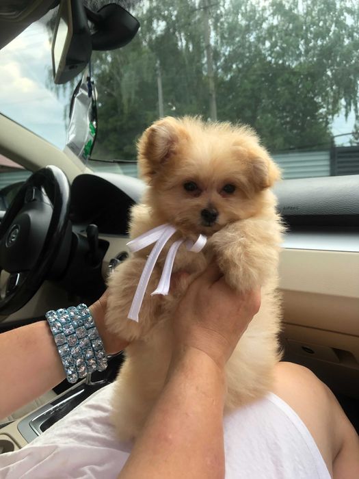 Помапу — Гарантовано закохаєтесь з першого погляду