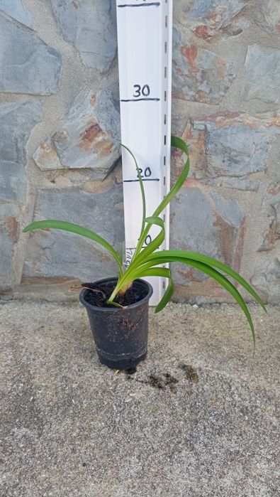 Agapanthus azuis e brancos