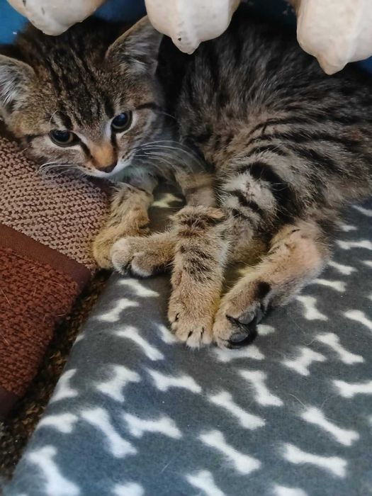 Emi kotka adopcja schronisko mała szara pręgowana