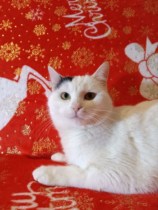 Красивые кошечки из приюта