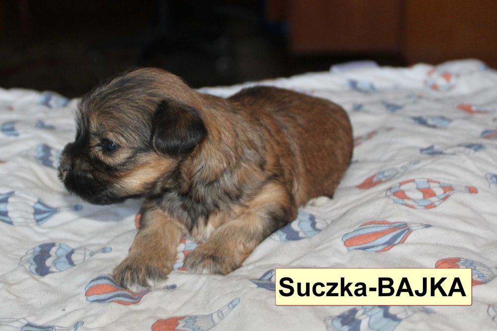 Śliczny Szczeniak z rodowodem