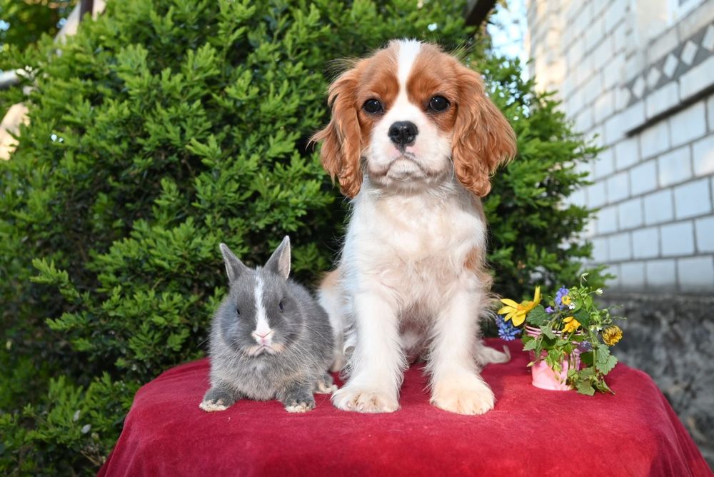 Цуценята Кавалер Кінг Чарльз Спаниель. КСУ