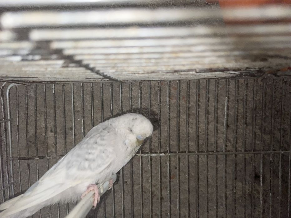 Varias aves disponiveis
