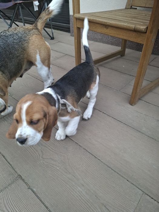 Pies w typie rasy Beagle.